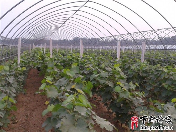 葡萄大棚建设
