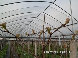 周口连栋葡萄大棚