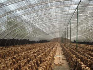 三门峡蘑菇大棚骨架