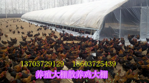 散养鸡鸭大棚