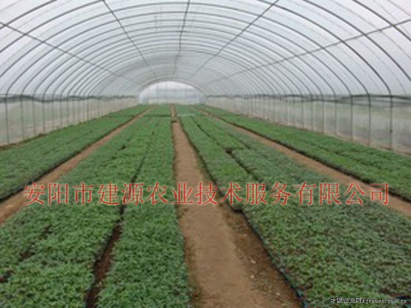 优质蔬菜大棚