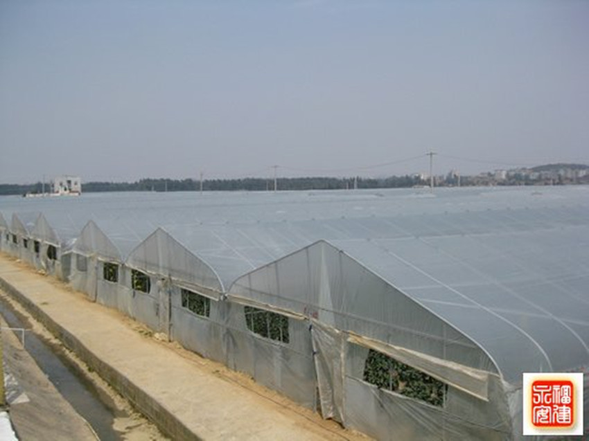 山西蔬菜连栋大棚