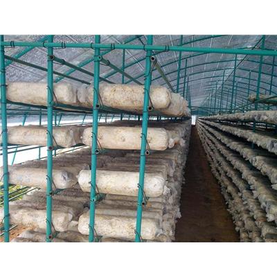 新型食用菌大棚怎么建
